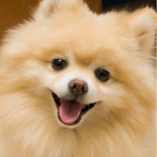 Cute Pomeranian Dog-Animal photo wallpaper Preview | 10wallpaper.com