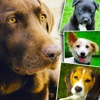 Dogs and Puppies - Dog Wallpapers, Cute Animal Backgrounds