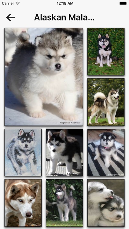 Dog Breeds HD Wallpapers