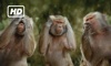 HD Monkeys TV