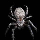 Spider Wallpapers