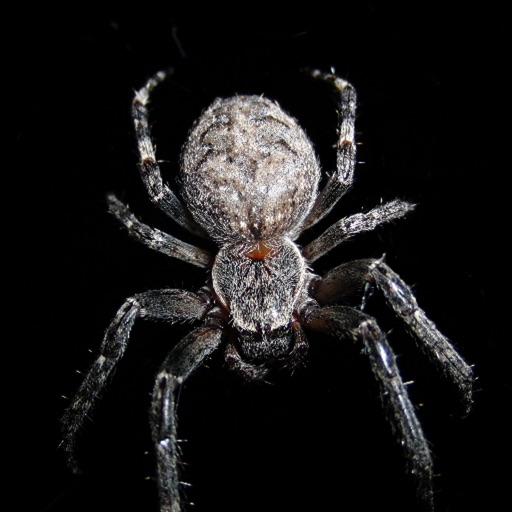 Spider Wallpapers iOS App