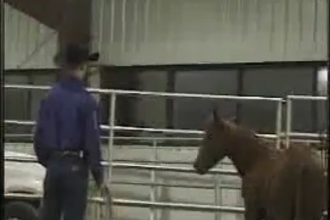 Horse Training Techniques screenshot 3