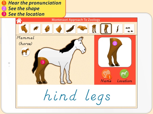 Parts Of Animals (Vertebrates) LITE - A Montessori Approach (圖4)-速報App