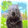 Sneaky Wombat