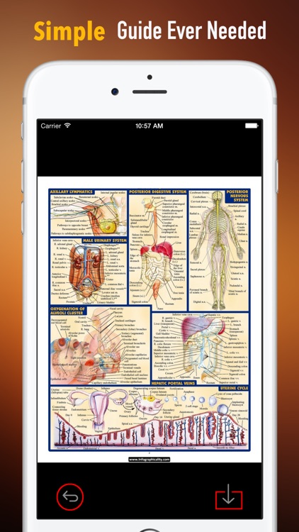 Anatomy Glossary: Cheatsheet with Study Guide