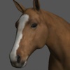 Horse Pose Tool