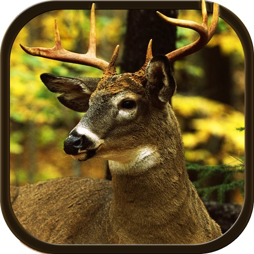 New Deer Hunting Defiance 2016 - The Real Shooting game for shooting lovers iOS App