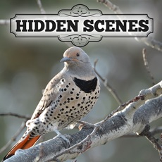 Activities of Hidden Scenes - Winter Birding