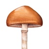 Mushroom Identification Guide - Illustrated Fungus & Mycology Catalog