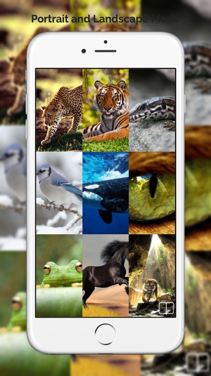 Animal Wallpapers & Backgrounds Free HD screenshot-3