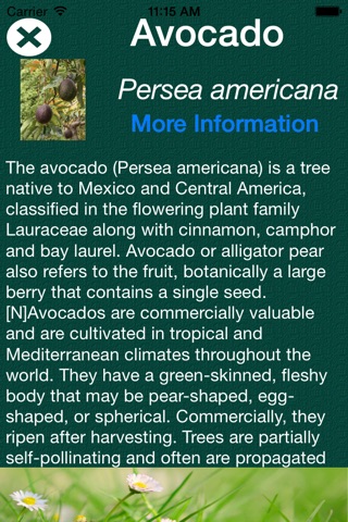 Tree Dictionary - All Information About A - Z Common Species Of Tree screenshot 2