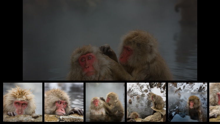 Japanese Macaques