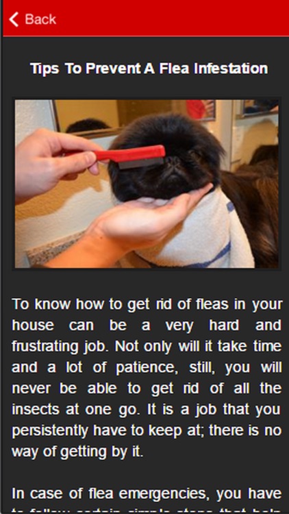 How To Get Rid Of Fleas Guide