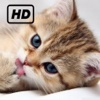 HD Kittens