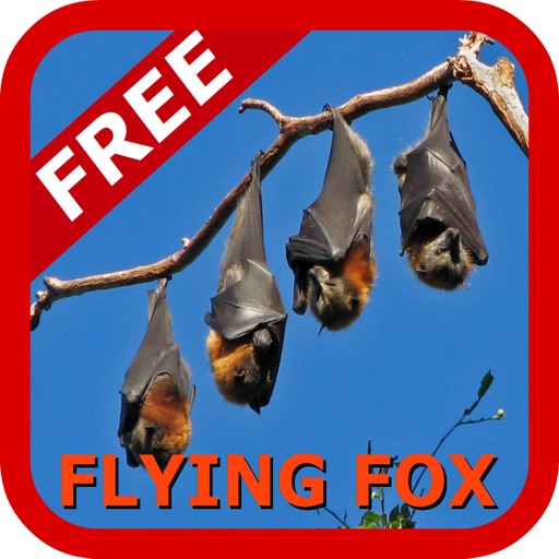 Learn English Via Flying Fox Free Games for Kids
