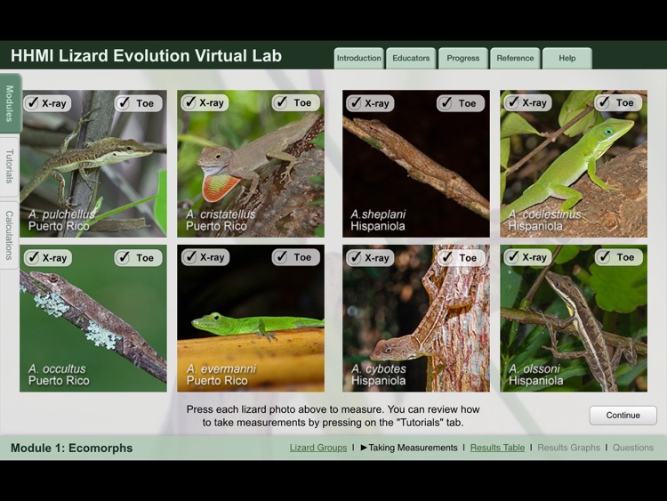 Lizard Evolution Virtual Lab