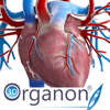 Medis Media Pty Ltd - 3D Organon Anatomy - Heart, Arteries, and Veins アートワーク