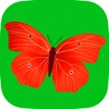 Butterfly Puzzle Game for toddlers HD Lite Free - Children's Educational Jigsaw Puzzles games for little kids boys and girls age 3 +