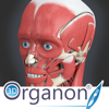 3D Organon Anatomy - Muscles, Skeleton, and Ligaments - Medis Media Pty Ltd