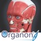 Icon 3D Organon Anatomy - Muscles, Skeleton, and Ligaments