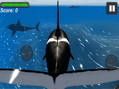 Orca Whale Simulator screenshot 2