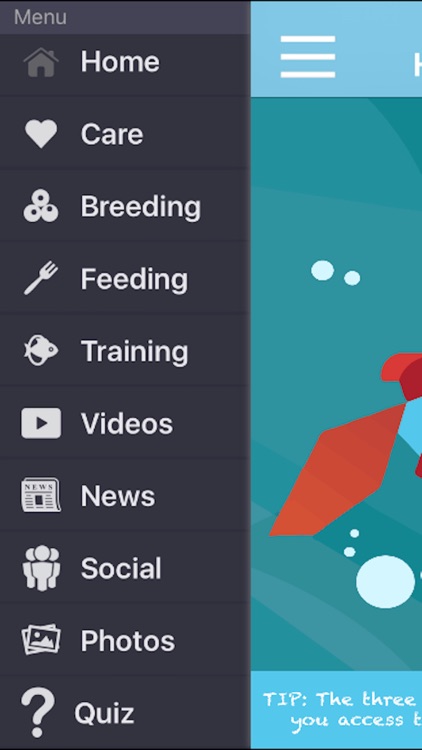 Betta Fish Guide