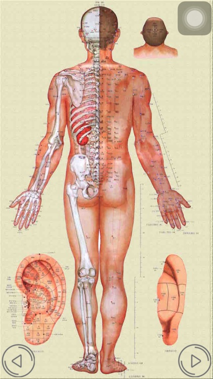人体穴位－高清穴位交互图