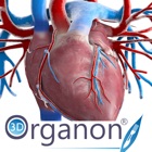 3D Organon Anatomy - Heart, Arteries, and Veins