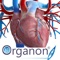 3D Organon Anatomy – Heart, Arteries, and Veins is a feature-rich interactive cardiovascular atlas enhanced with quality anatomy descriptions and texts with frequently encountered clinical correlations