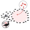 Goose Hunting Diagram Builder-Canada Goose Hunting