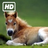 HD Horses