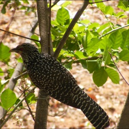 Cuckoos Info Kit Apple Watch App