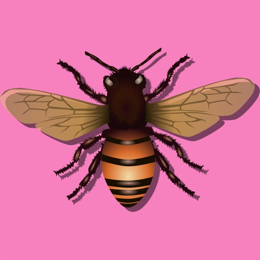 Fly Solitaire icon
