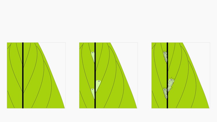 Western Ghats Tree ID - Biotik screenshot-3