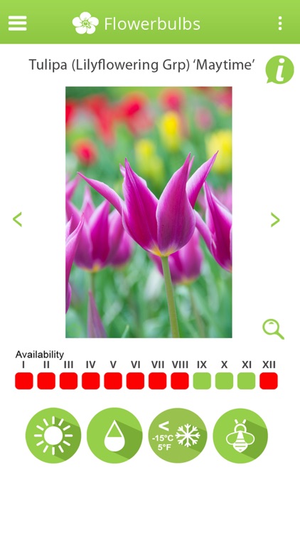 Info-Flowerbulbs screenshot-3