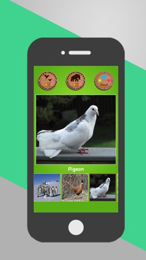 Animal And Birds Sounds(圖5)-速報App