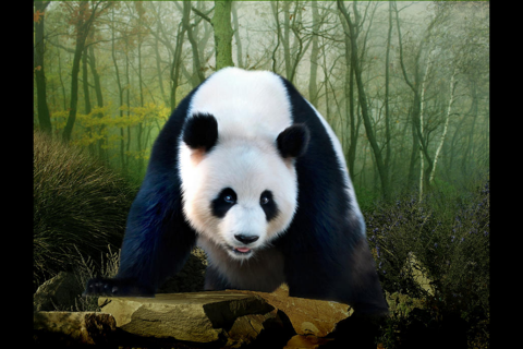 Animals China screenshot 3
