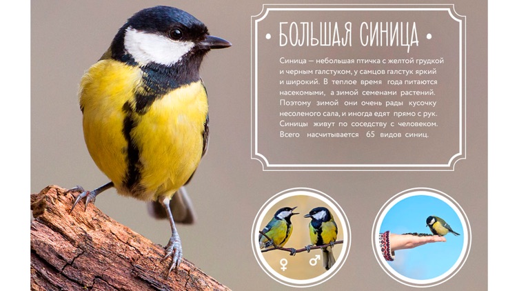 Голоса птиц. Маленькая птичка с желтой и черным галстуком. Голоса птиц с названиями. Описание птиц для детей дошкольного возраста.