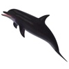 Dolphin 3D