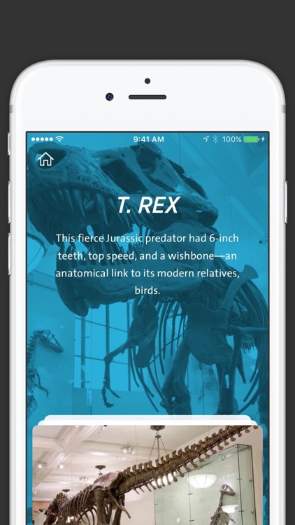Dinosaurs: The American Museum of Natural History Collections