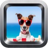 Learn English Via Dogs & Puppies Names Games for Kids