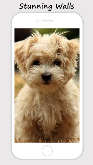 Baby Pet Wallpapers - Collections Of Baby Animals Pictures(圖3)-速報App