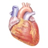 Cardiology Miniatlas