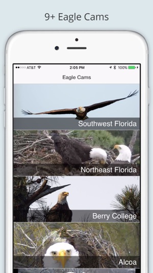 Eagle Cam(圖1)-速報App