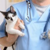 Veterinary Technician Navle Review Questions