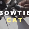Bow Cat