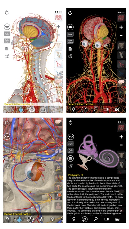 3D Organon Anatomy