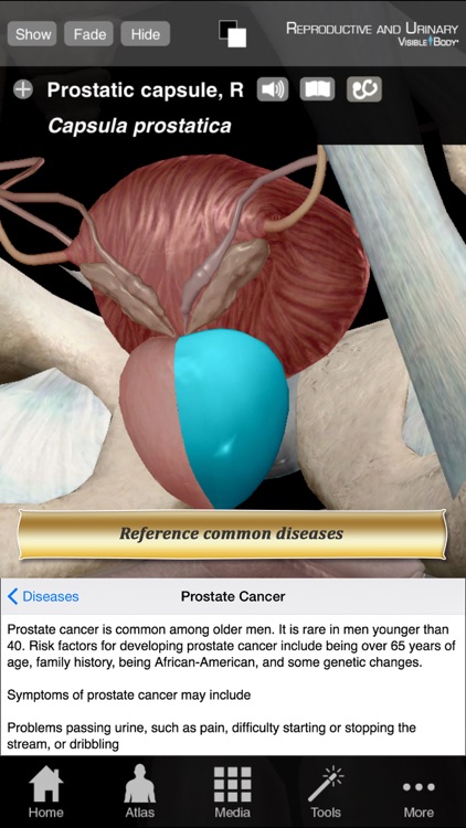 Reproductive and Urinary Anatomy Atlas: Essential Reference for Students and Healthcare Professionals screenshot-4