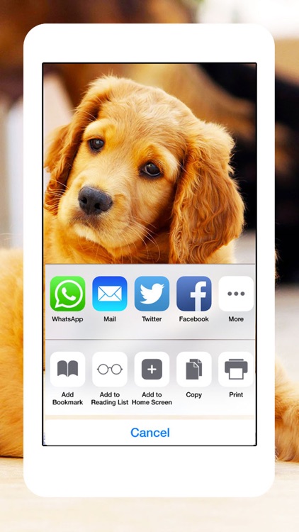 Dogs and Puppies - Dog Wallpapers, Cute Animal Backgrounds screenshot-4